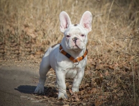 Nóng trên mạng xã hội: Thích thú với chú Ủn chuyên nhặt rác thải nhựa