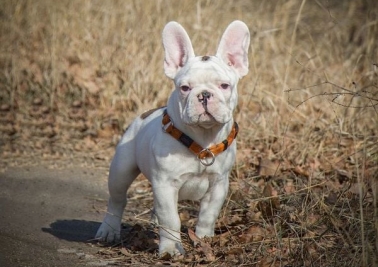 Nóng trên mạng xã hội: Thích thú với chú Ủn chuyên nhặt rác thải nhựa