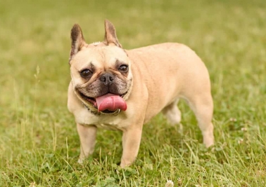 Chó cưng được tập gym