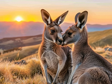 DỊCH VỤ VẬN CHUYỂN THÚ CƯNG ĐI ÚC